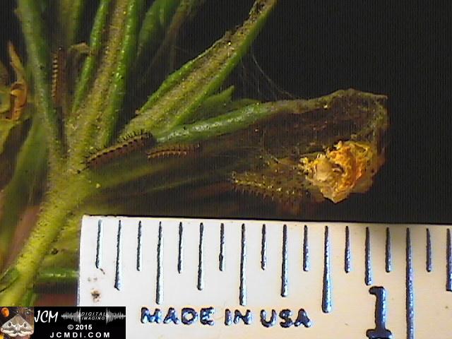 Chalcedon Checkerspot (Euphydryas chalcedona) tiny 2nd instar larvae